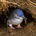 eudyptula minor-pinguino-azul