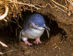 Pingüino azul, eudyptula minor