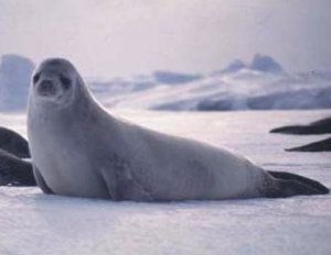 focas, fócidos, familia Phocidae