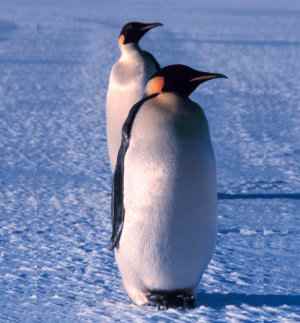 Pingüino emperador, Aptenodytes forsteri