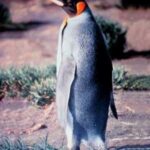 pinguino-rey-aptenodytes-patagonicus