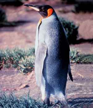 Pingüino rey, aptenodytes patagonicus