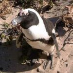 pinguinos-africanos-spheniscus-demersus