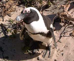 Pingüinos africanos, Spheniscus demersus