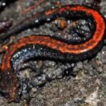 plethodon-cinereus-salamandra-dorso-rojo