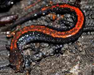 Plethodon cinereus, salamandra de dorso rojo