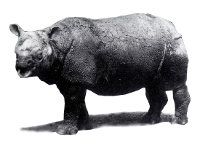 Rinoceronte de Java, Rhinoceros sondaicus