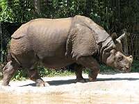 Rinoceronte de la India, Rhinoceros unicornis