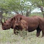 rinoceronte-negro-diceros bicornis