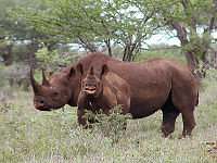 Rinoceronte negro, Diceros bicornis