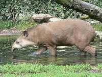 Tapires amazónico, tapirus terrestris