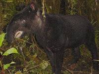 Tapir andino, Tapirus-pinchaque