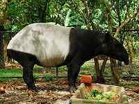 Tapir malayo, tapirus indicus