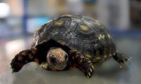 Taxonomia de las tortugas, clasificación científica