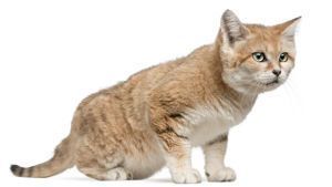  Felis margarita: gato del desierto o de las arenas