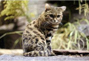 Gato patinegro:  Felis nigripes