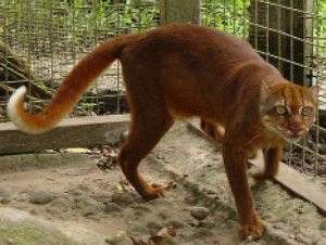 Gato de Borneo: catopuma Badia