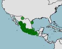 habitat, distribución de iguana negra, ctenosaura-pectinata