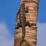 iguana negra-ctenosaura pectinata,