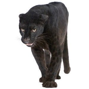 Características de jaguar: Panthera onca