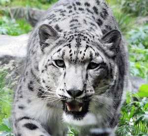 Leopardo de las nieves: Uncia uncia