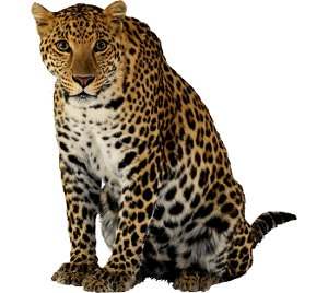 Características del leopardo: Panthera pardus