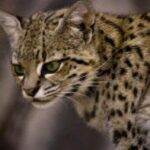 leopardus-geoffroyi
