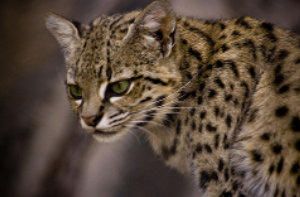Gato Leopardus geoffroyi
