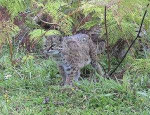 Gato huiña: Leopardus guigna