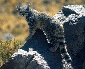 Gato andino: Leopardus jacobitus