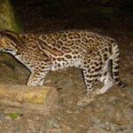 leopardus-pardalis