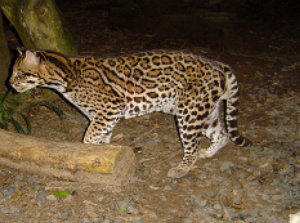 Gato ocelote: Leopardus pardalis