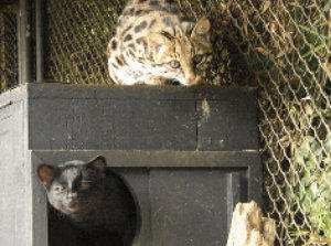 Gato tigrillo: Leopardus tigrinus
