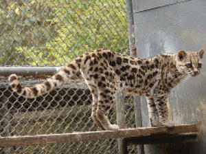 Foto del gato margay: Leopardus wiedii