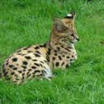 leptailurus-serval