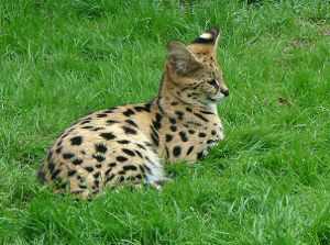 Gato Serval: Leptailurus serval