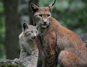 Lince boreal: Lynx lynx