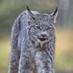 lince-canadiense