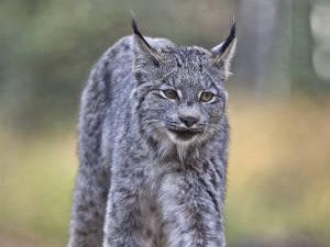 Lince canadiense: Lynx canadensis
