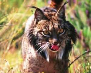 Lince ibérico: Lynx pardinus