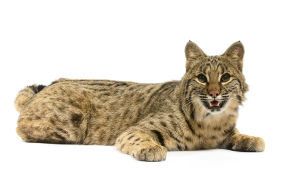 Lince rojo o bobcat: Lynx rufus