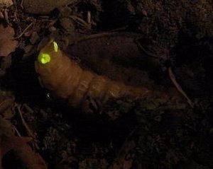 luciernagas, gusano de luz, insectos de la familia Lampyridae (lampíridos), 