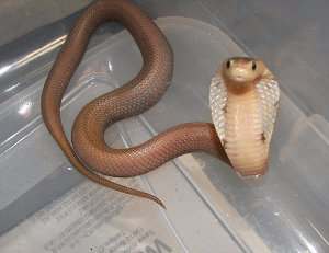 Naja kaouthia. cobra de monóculo