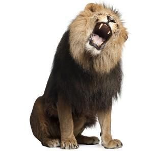 Características del león: Panthera leo 