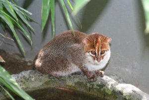 Gato de cabeza plana: Prionailurus planiceps