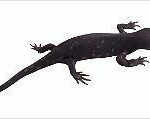 taxonomia-clasificacion-salamandras-tritones
