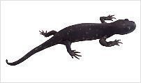Taxonomía de las salamandras, tritones, clasificación científica