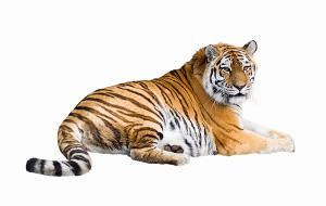 Características del tigre: Panthera tigris