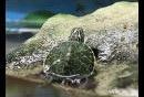 tortugas-tierra-y-agua