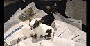 video-perro-chihuahua